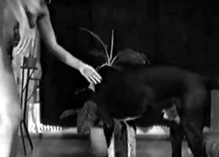 ionate dog is destroying the slut's cunt