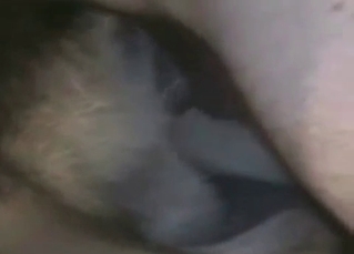 Skillful dog is ready for a sensational fuck