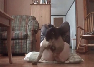 Small puppy is banging a MILF