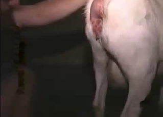 Gay dude eating his dog's asshole on cam