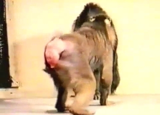 Hung monkey playing around with its junk