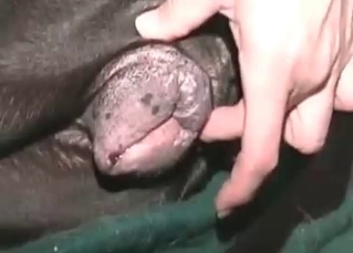 ionate dog loves playing dirty games