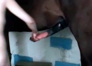 Animal's big boner for the lady