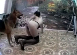 Sheep dog lovers licking her holes