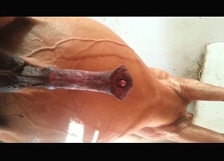Powerful horse is demonstrating sexual skills