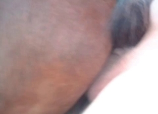 Pervert loves banging his stallion