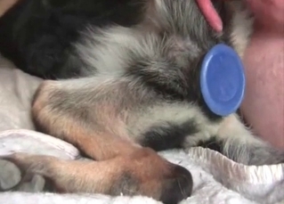 Kinky dog is getting punished with the toy