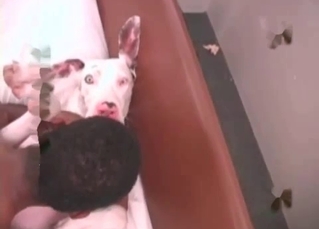 Lustful puppy is getting fucked in the ass