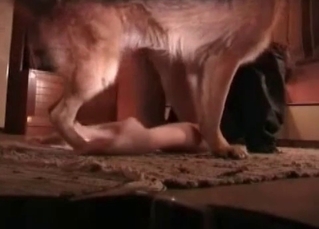 Massive animal is pleasing a teen