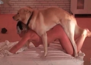 Lovely dog is taking part in crazy games