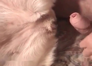 Kinky pervert is drilling this dog's asshole