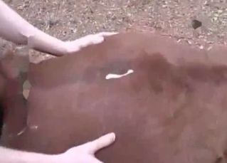 Ass fucking is what this stallion wants