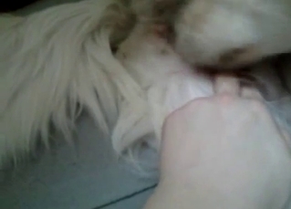 Unfazed doggo finger-fucked hard in POV