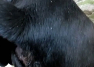 Black dog seduced by a gay zoophile